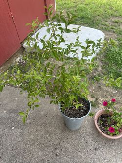 Waxleaf Privet