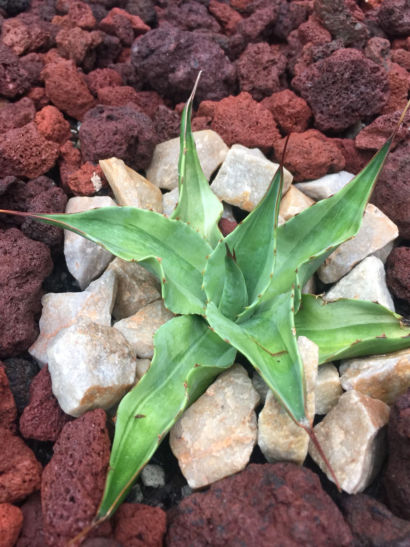 Agave ovatifolia 'Killer'