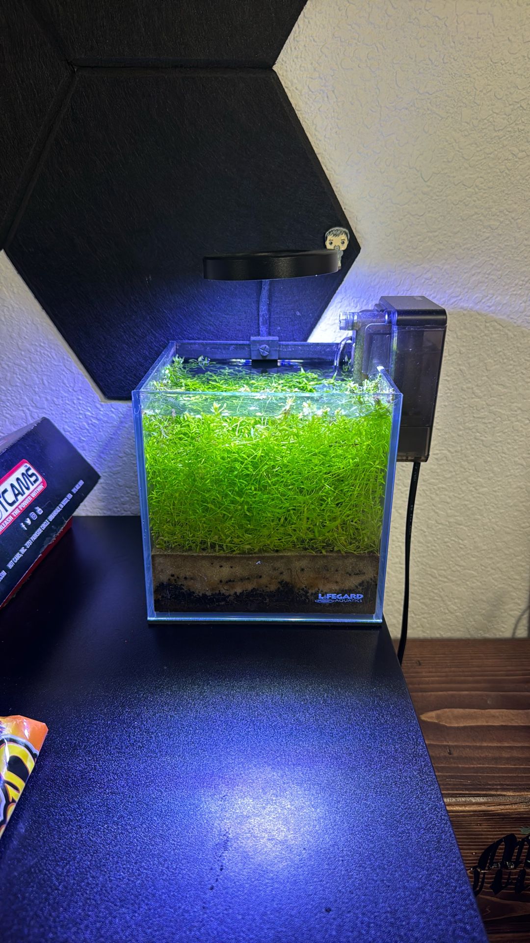 1 Gal Fish Tank 