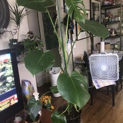 Monstera Plant 🪴 