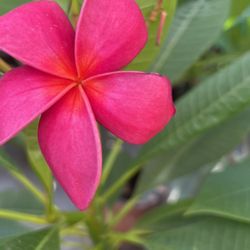Corte fe plumeria lipstick