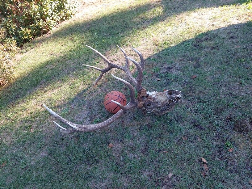 Elk Antlers