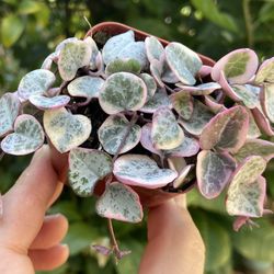 Variegated String of Hearts-2” Full Pot