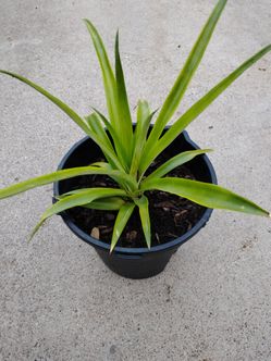 Planta de piña $15