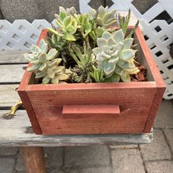 Plants in wooden planter