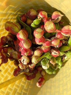 Fresh picked Guamuchiles