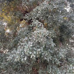 Silver Dollar Eucalyptus 