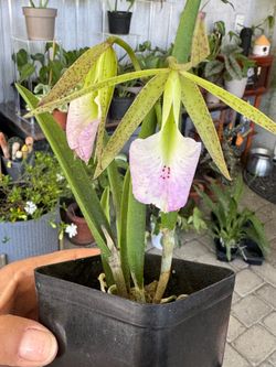 Brassocattleya Walter August