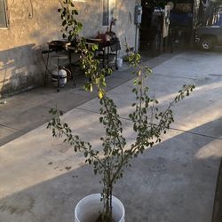 Planta De Guamuchil 
