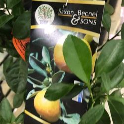 Calamansi Phillipines Lemon Starter Plant 3 Gallon