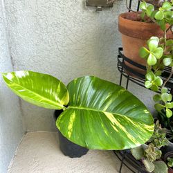 Giant  Hawaiian  Pothos Plant 