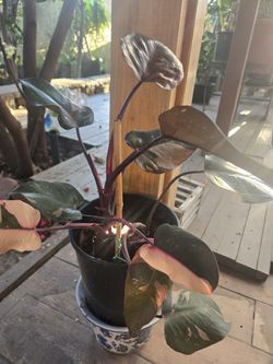 Philodendron Pink Princess, 2 Gallon Pot, Large Plant