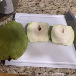 Taiwanese Seedless Guava Fruit Tree 