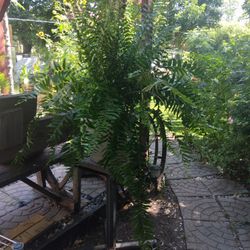Nice Plant ..Big Fern ..Helecho Macho $37 And More Plants 