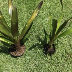 Bromeliads  Plants
