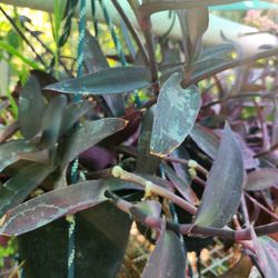Small Purple Plant