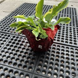Hostas Plant For Sale