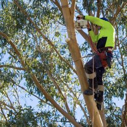 Tree And Lower Tree Limb Removal Full Landscandscape And Clean Up