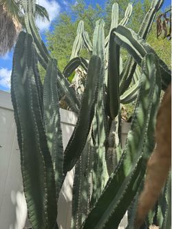 Plantas! Plants and more plantas