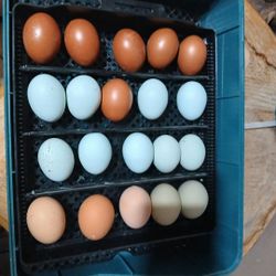 Fertile Eggs Huevo Fertile Incubar