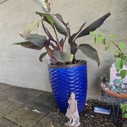 Potted Plant