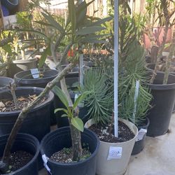 Plant For Sale