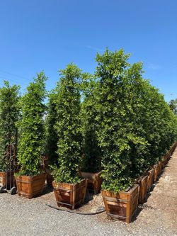 Indian Laurel privacy hedge