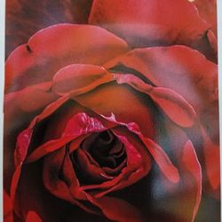 Rosa 3 Galones 