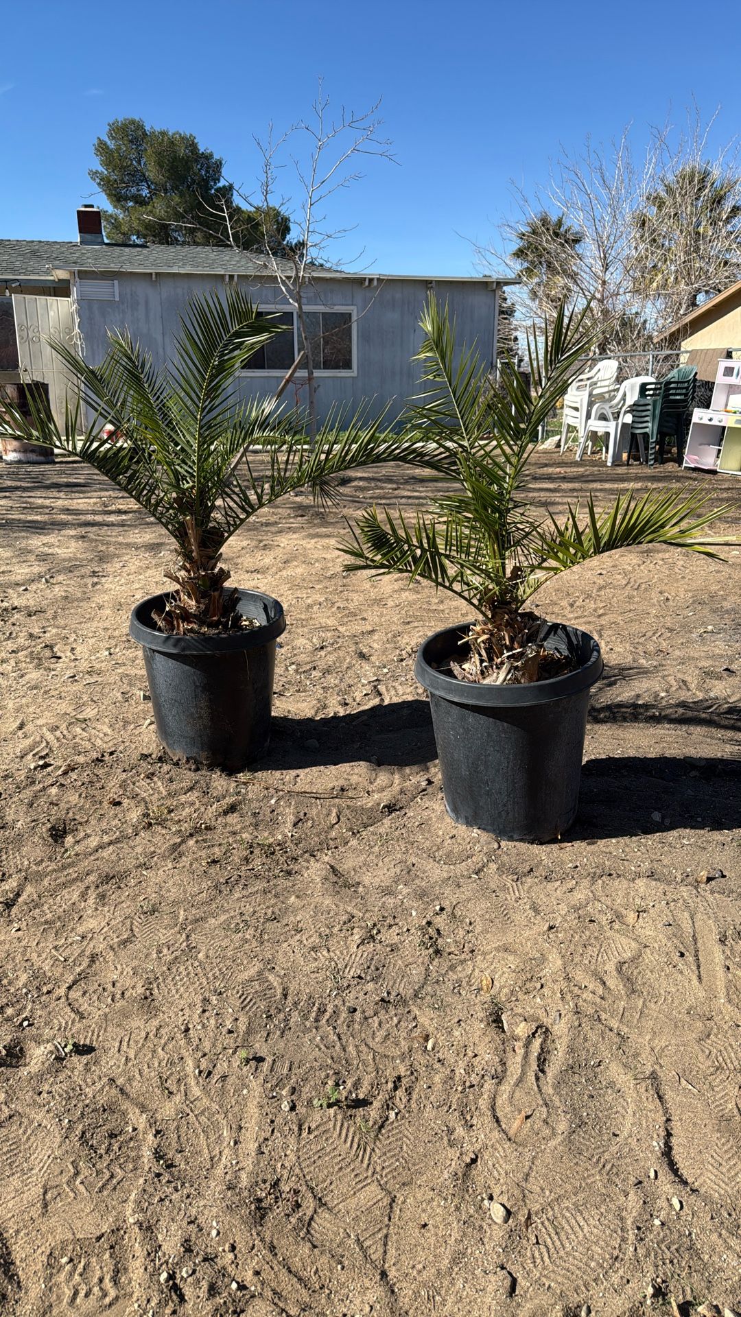 Palm Trees