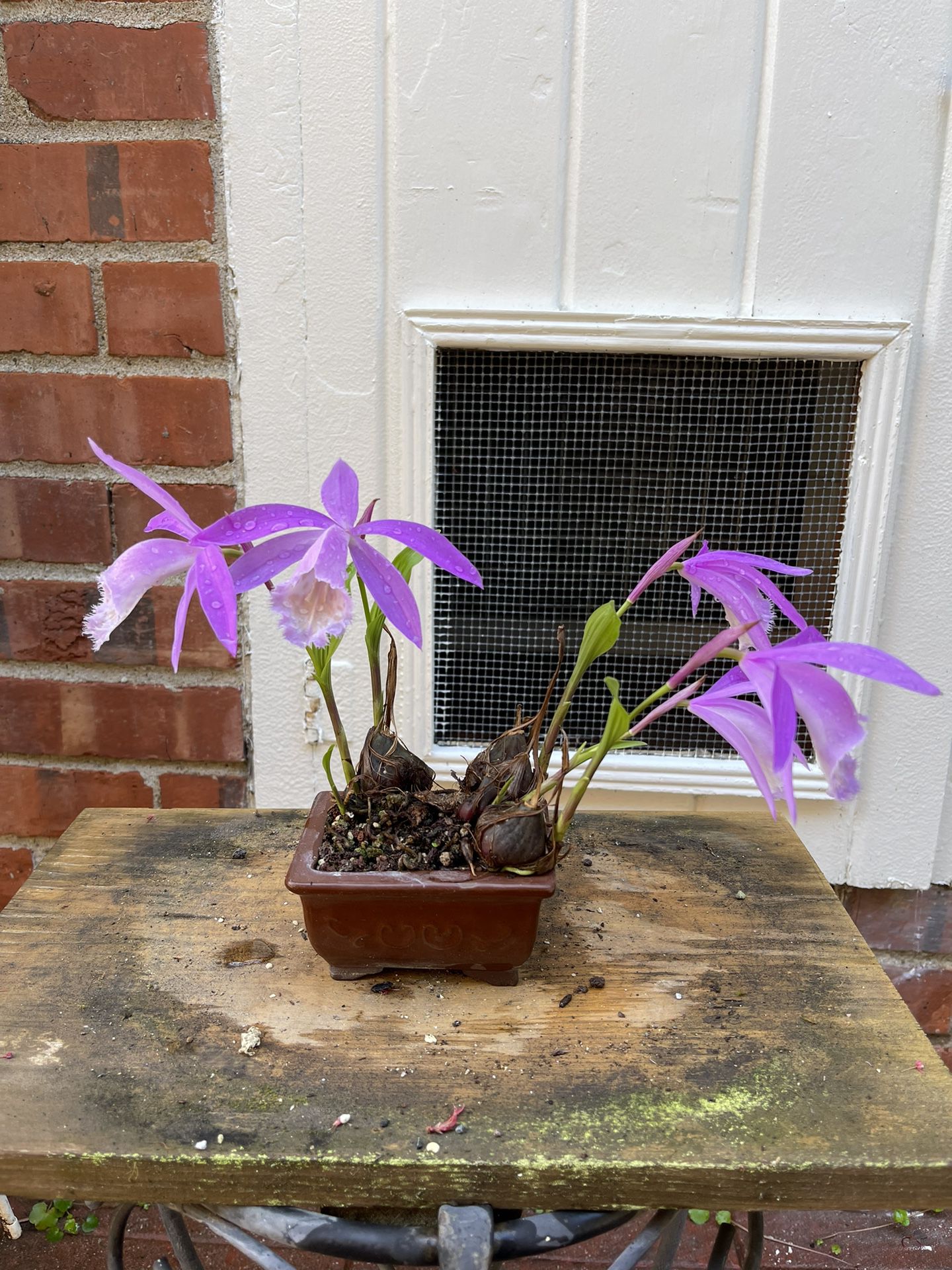 Small Orchid Plant 