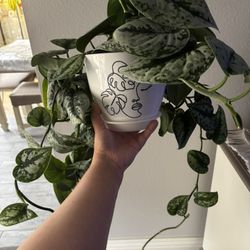 Silver Satin Pothos Plant