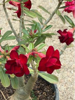 Desert rose  / Rosa del Desierto / HOA Su*’