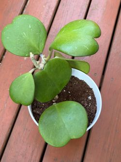 Hoya Kerrii "Heart Hoya"