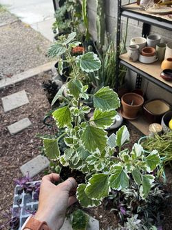 Variegated Swedish Ivy