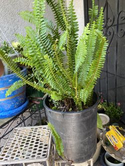 Helecho plant