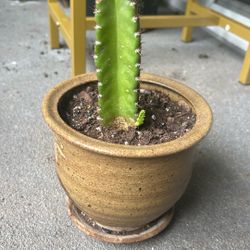 San Pedro Cactus 