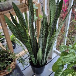 Large Snake Plant 