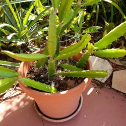 Dragon Fruit Cactus 