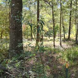Lot by Lake Livingston