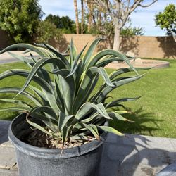3 Large Agave Desmetiana (1 Variegated) — 10 Gallon — Free Delivery!