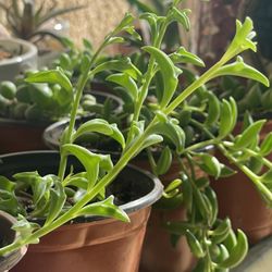 Succulents Plants 🪴 4”inch