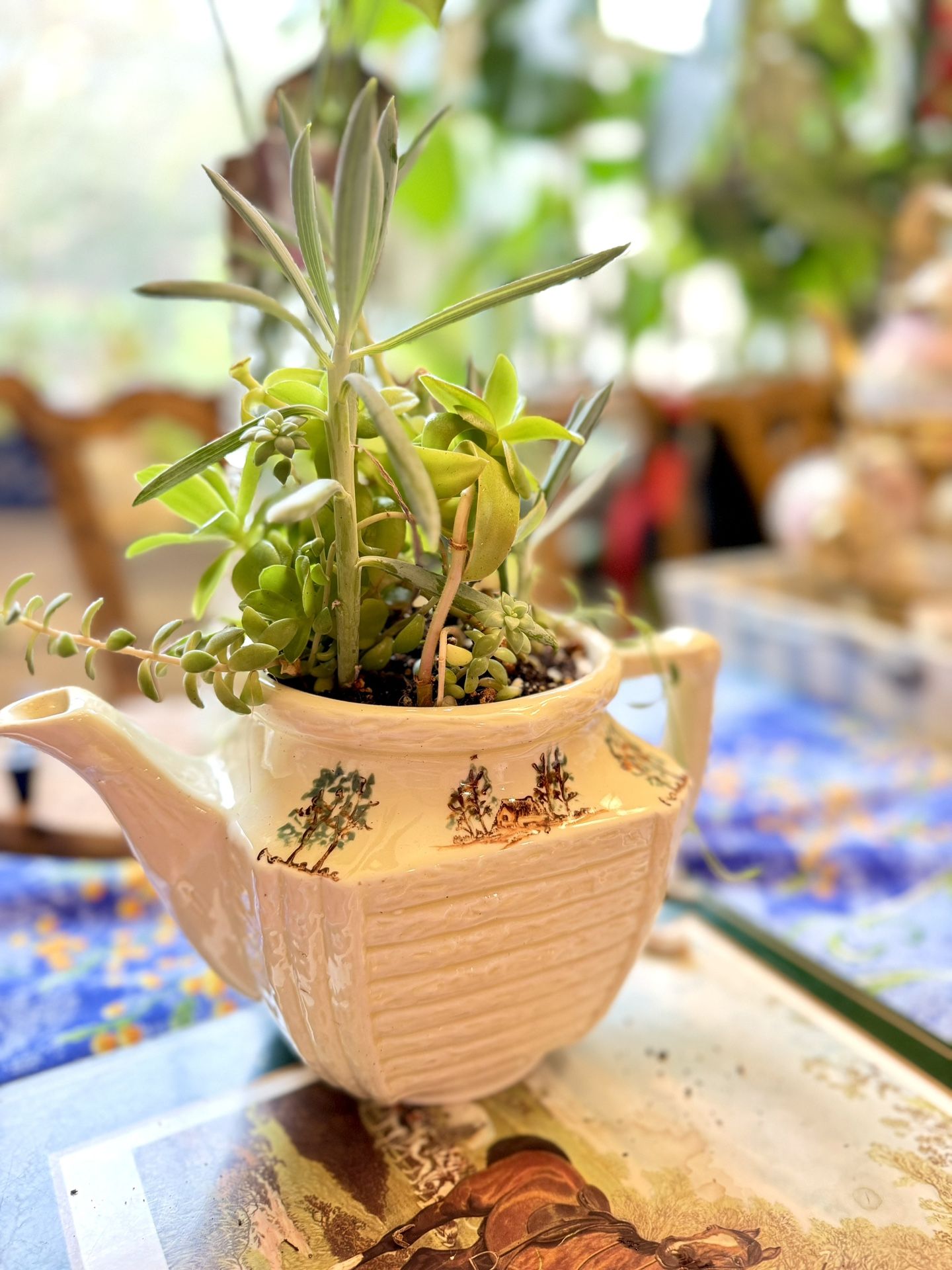 Succulents Plants In The Teapot