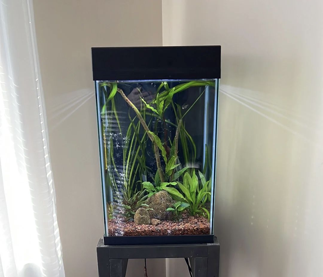 10 Gallon Tank