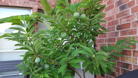 Sugar Apple ( small plants see pic 2 and 3 )