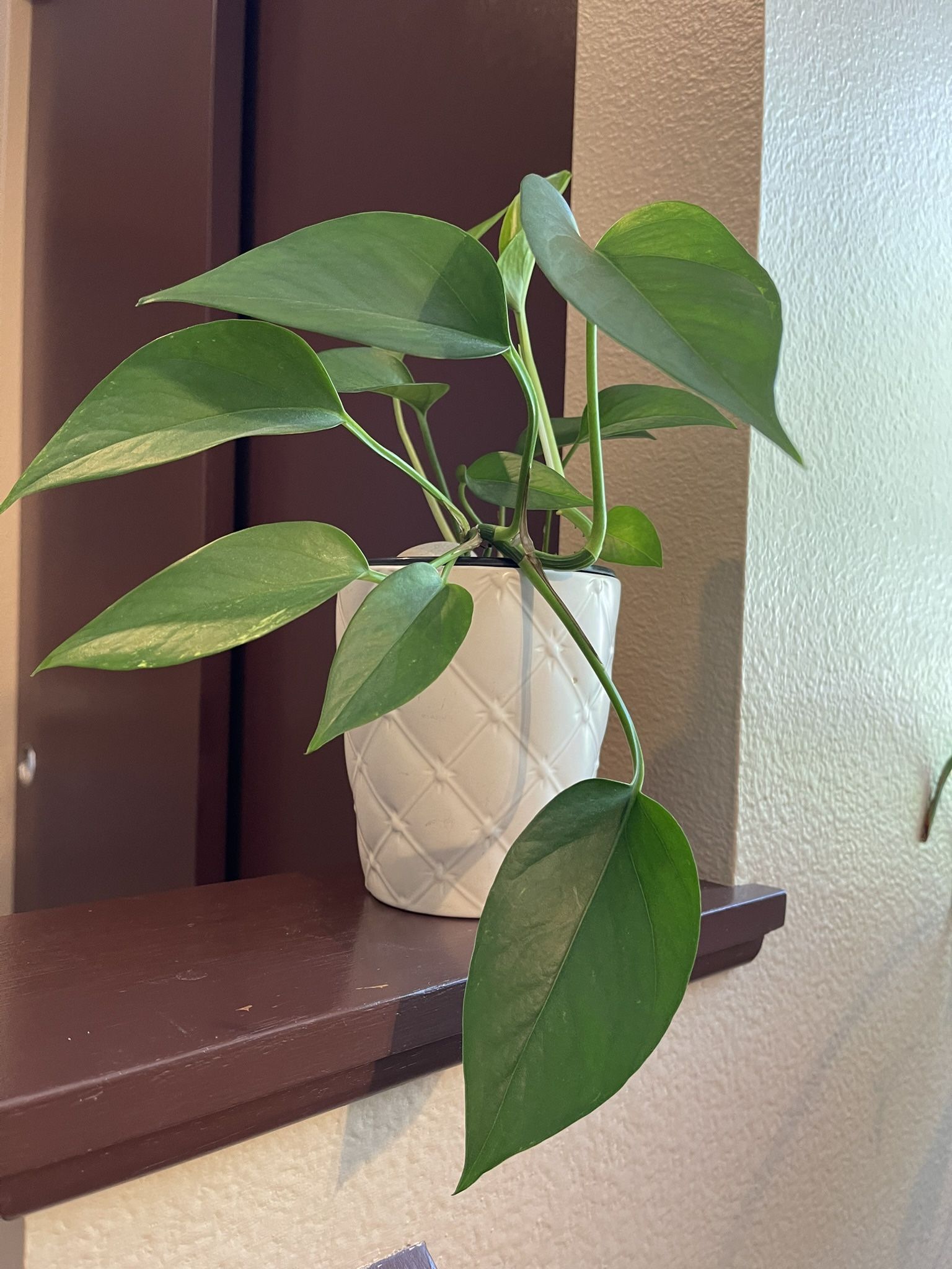 Philodendron House Plant In Cute 5.5” Ceramic Pot.
