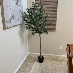 6ft Olive Tree