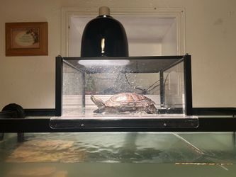 Basking area