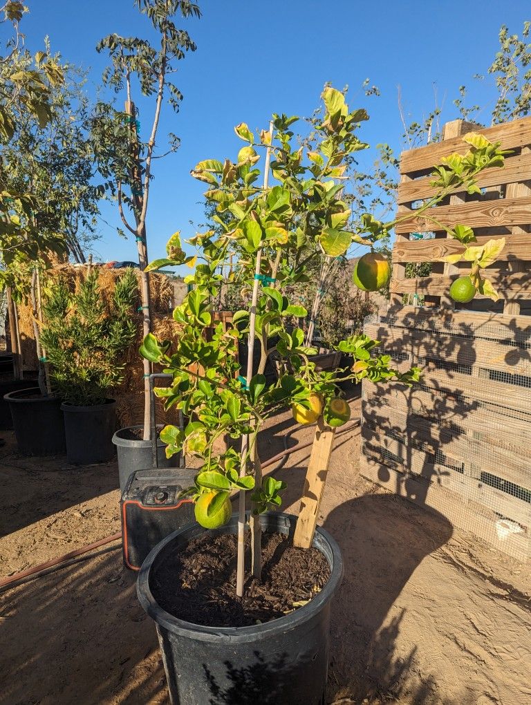 $275 Each Mexican Lime Or Ponderosa Lemon Pickup Or Delivery