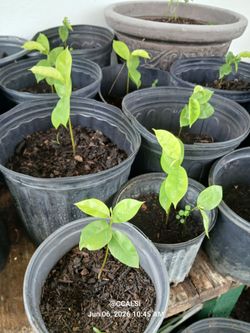 Soursop trees starting at $10