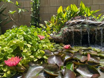 Butterfly Koi Pond Garden Decoration